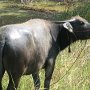 En riktig buffel!